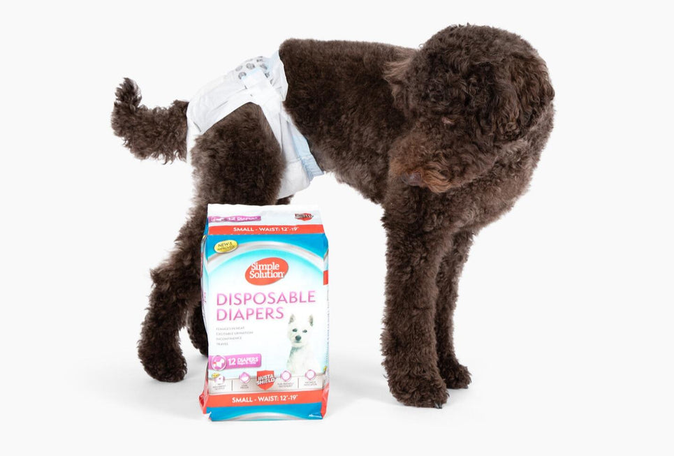 Diapers for Dogs: When and How to Use Them