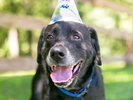 Senior Pets: Setting Your Pet and Home Up For Success