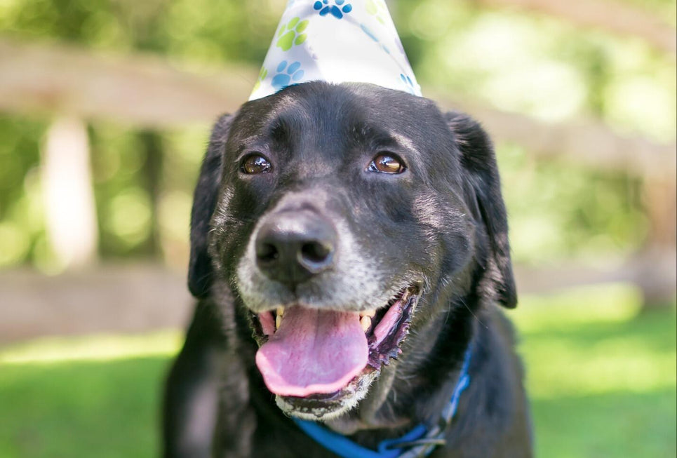 Senior Pets: Setting Your Pet and Home Up For Success