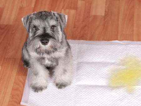 Mind your Pees and Poos: Potty Training Your Pup