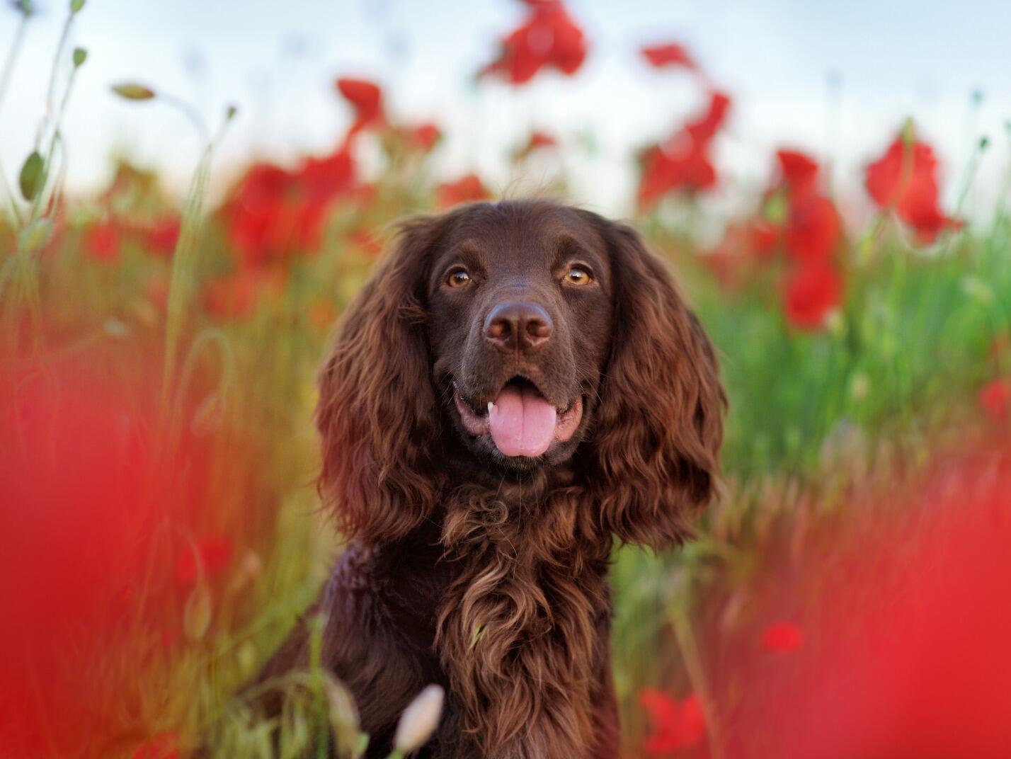 Scents and Sensibility Deterrents and Attractants Simple Solution