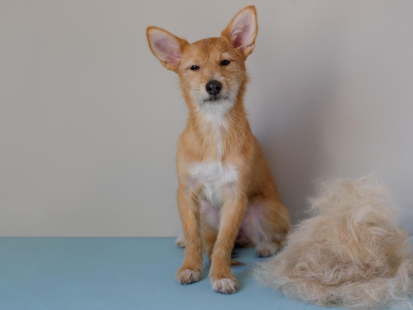 Hairy Situations Managing Doggy Fur Shedding Simple Solution